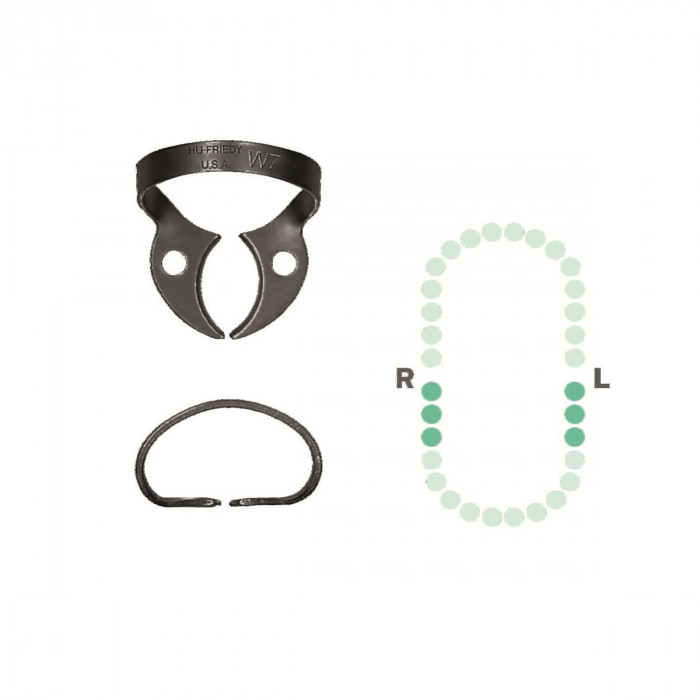 Crampon Molaire du Bas